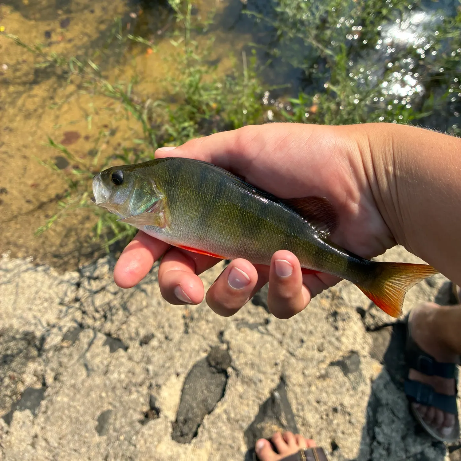 European perch caught on Fishbrain