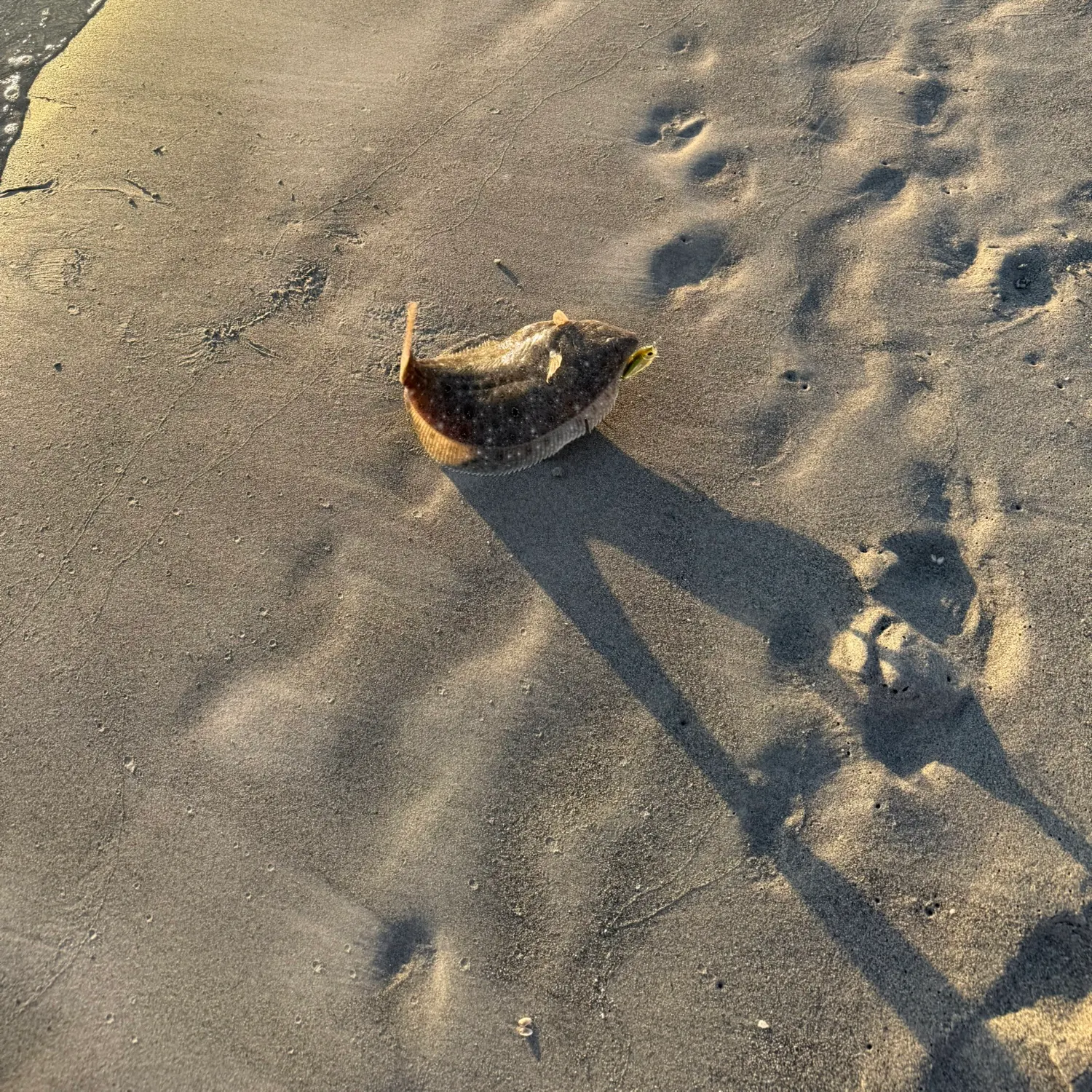 Summer flounder caught on Fishbrain