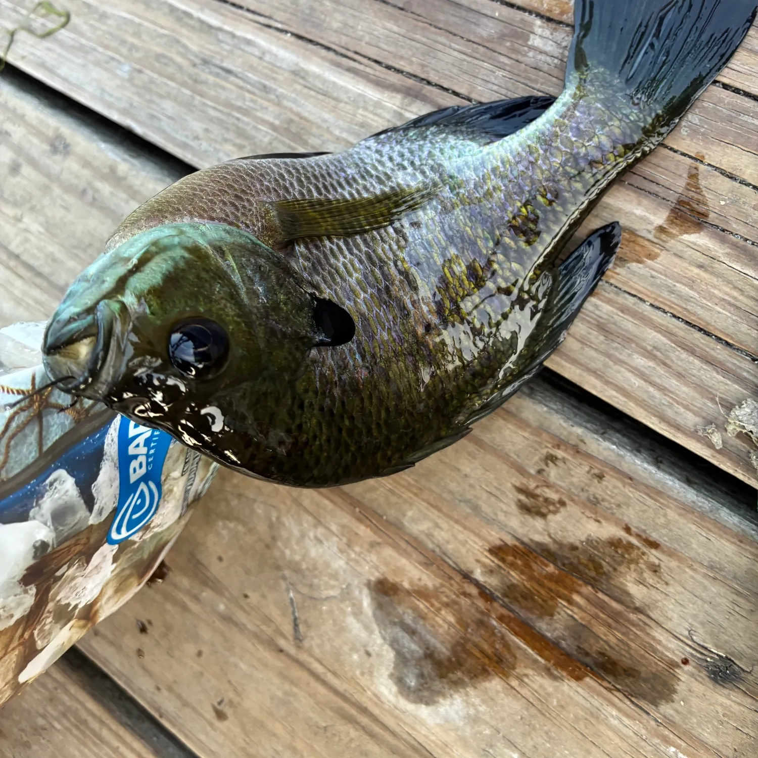 recently logged catches