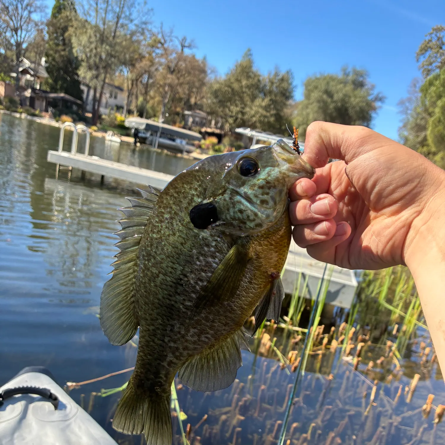 Redear sunfish caught on Fishbrain