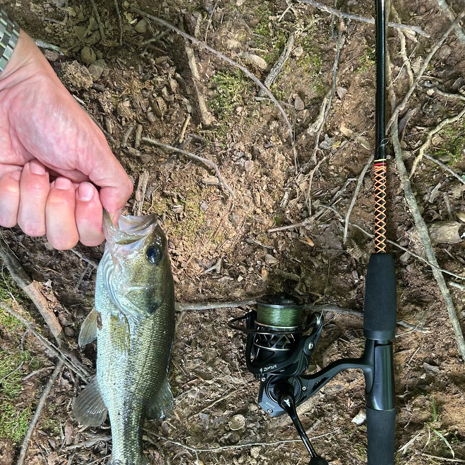Largemouth bass caught on Fishbrain
