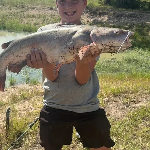Channel catfish caught on Fishbrain