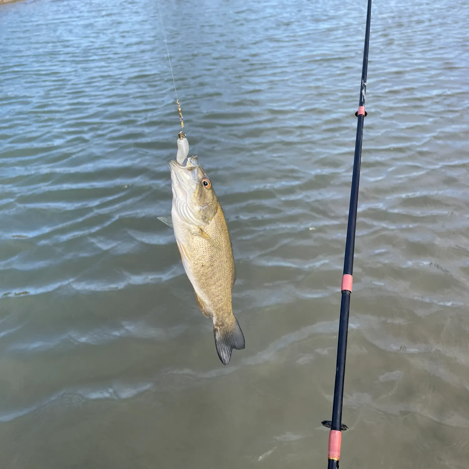 Smallmouth bass caught on Fishbrain