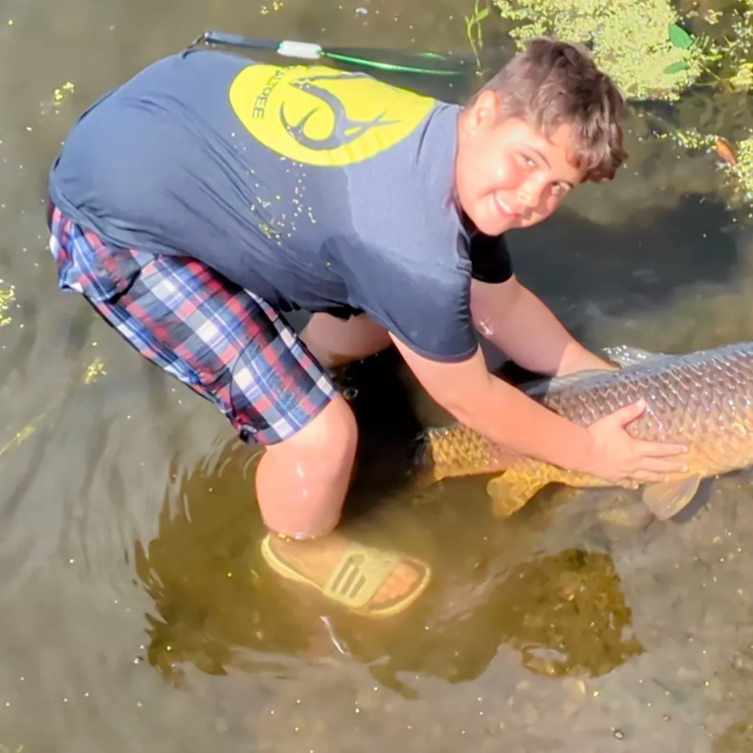 Common carp caught on Fishbrain