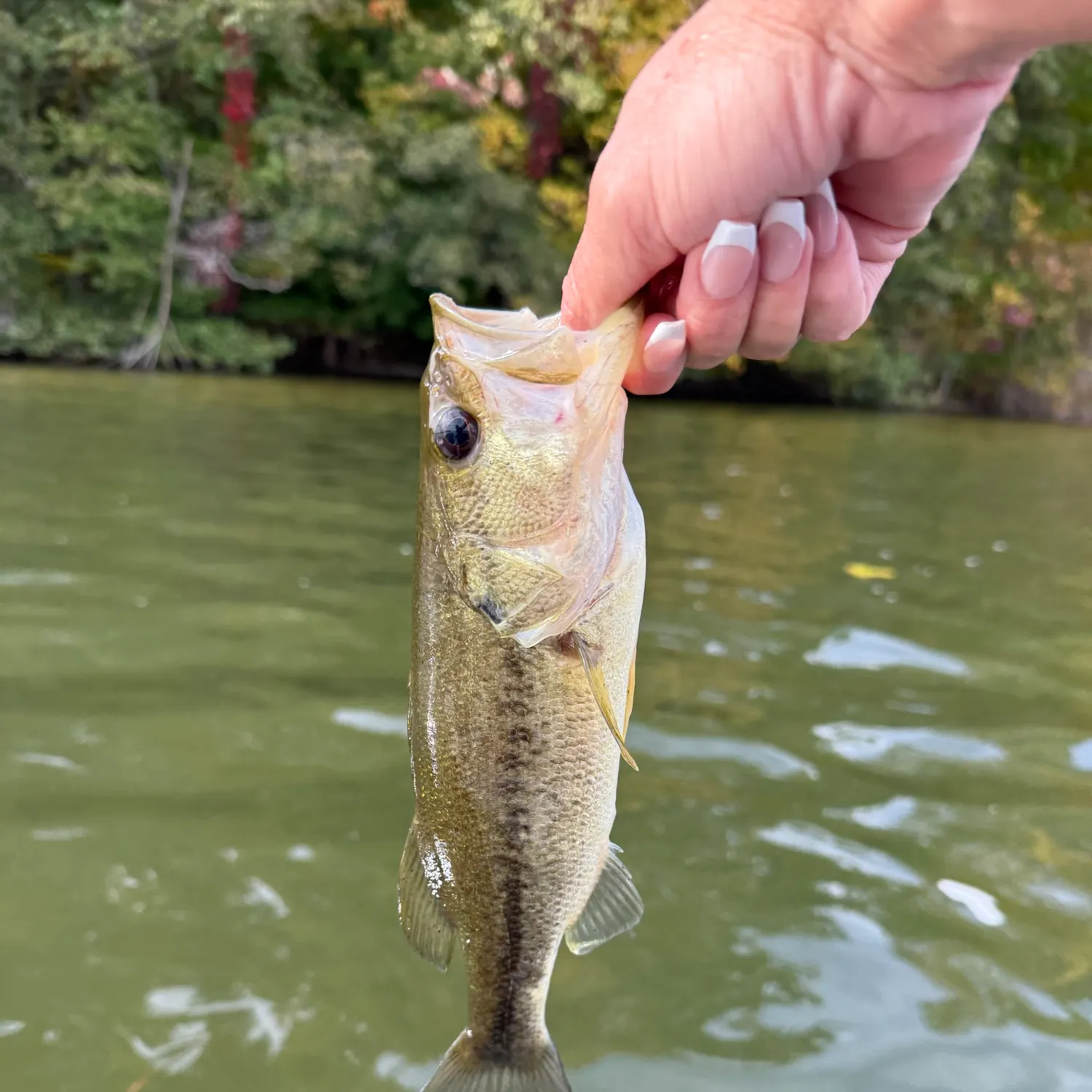 Largemouth bass caught on Fishbrain