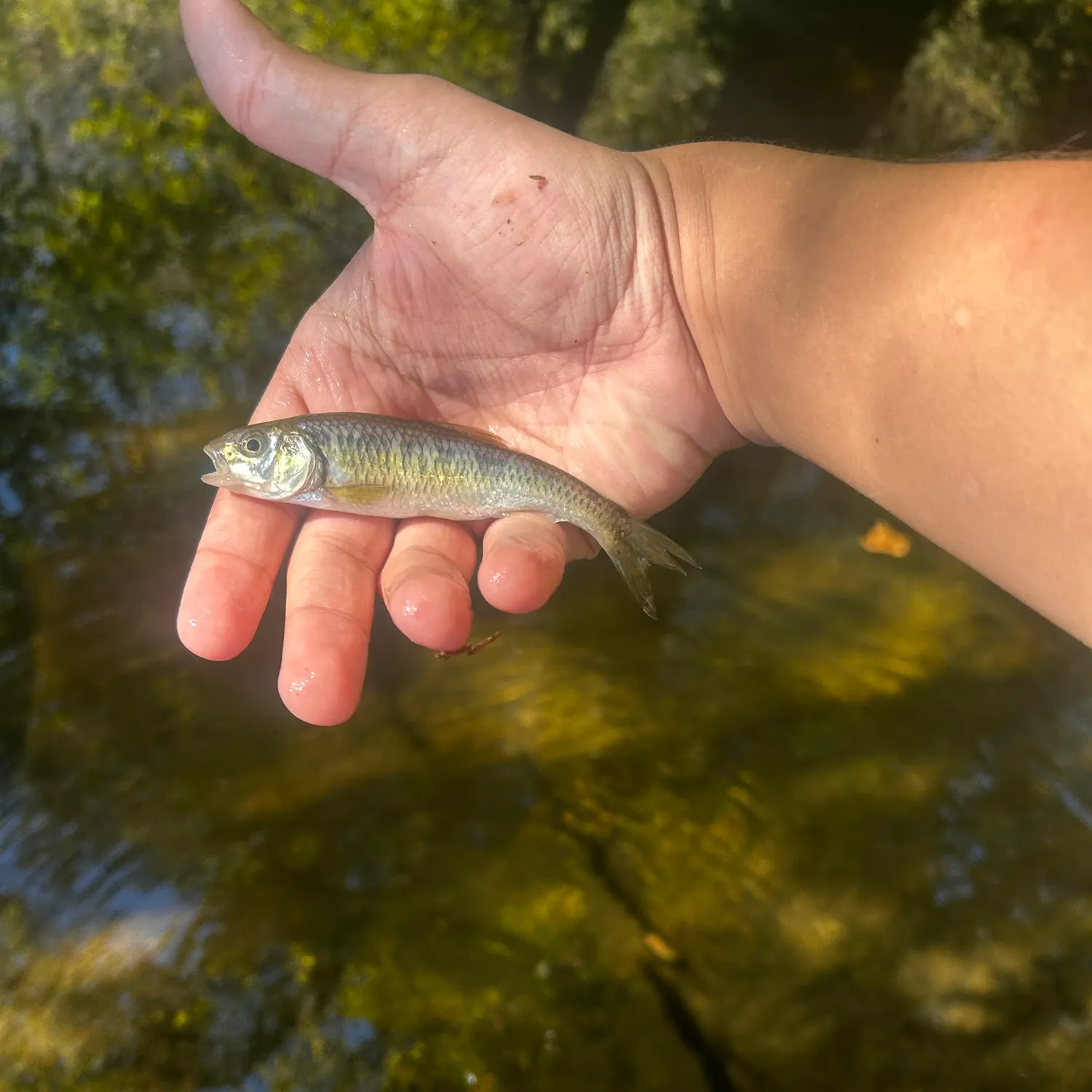 Striped shiner caught on Fishbrain