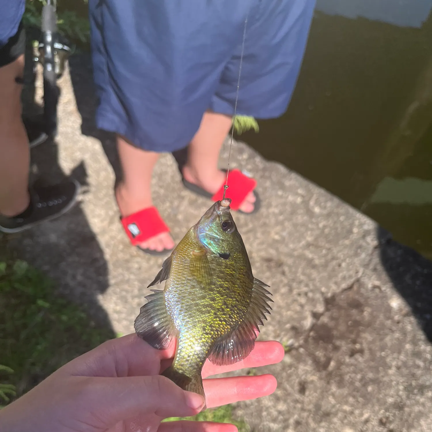 Bluegill caught on Fishbrain