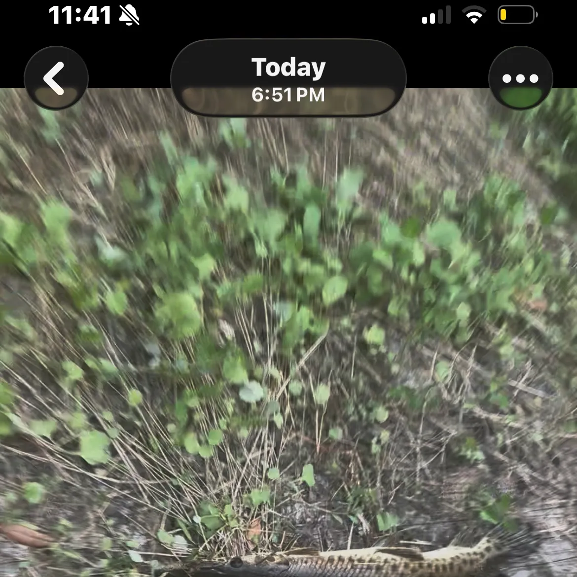 Fish caught on Fishbrain