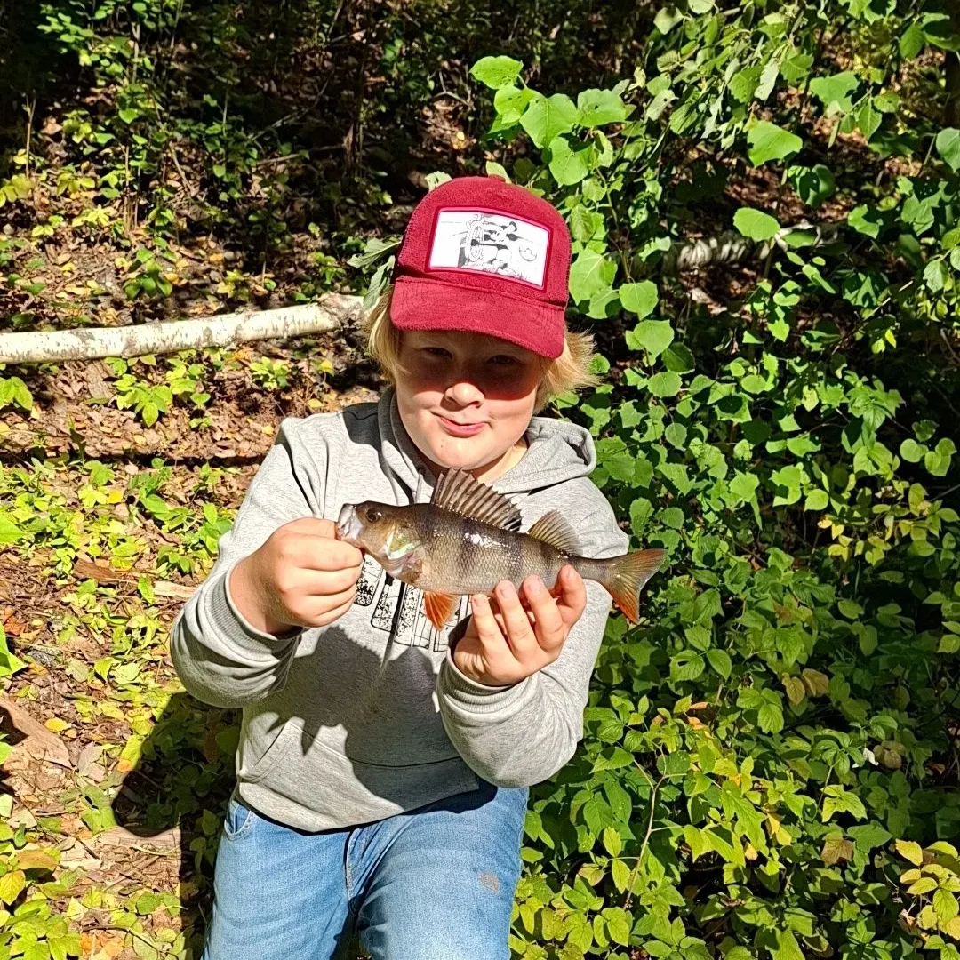European perch caught on Fishbrain