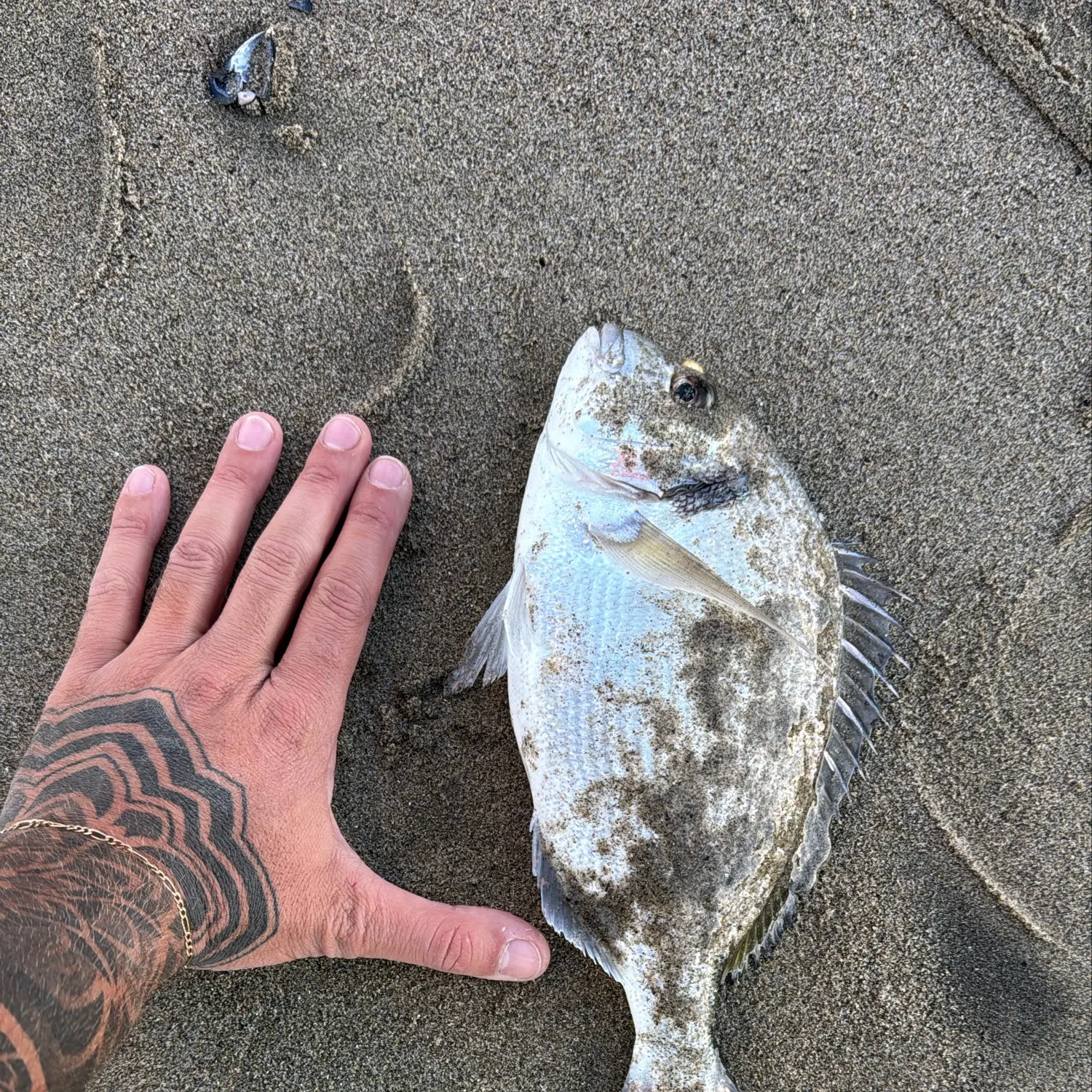 Gilthead seabream caught on Fishbrain