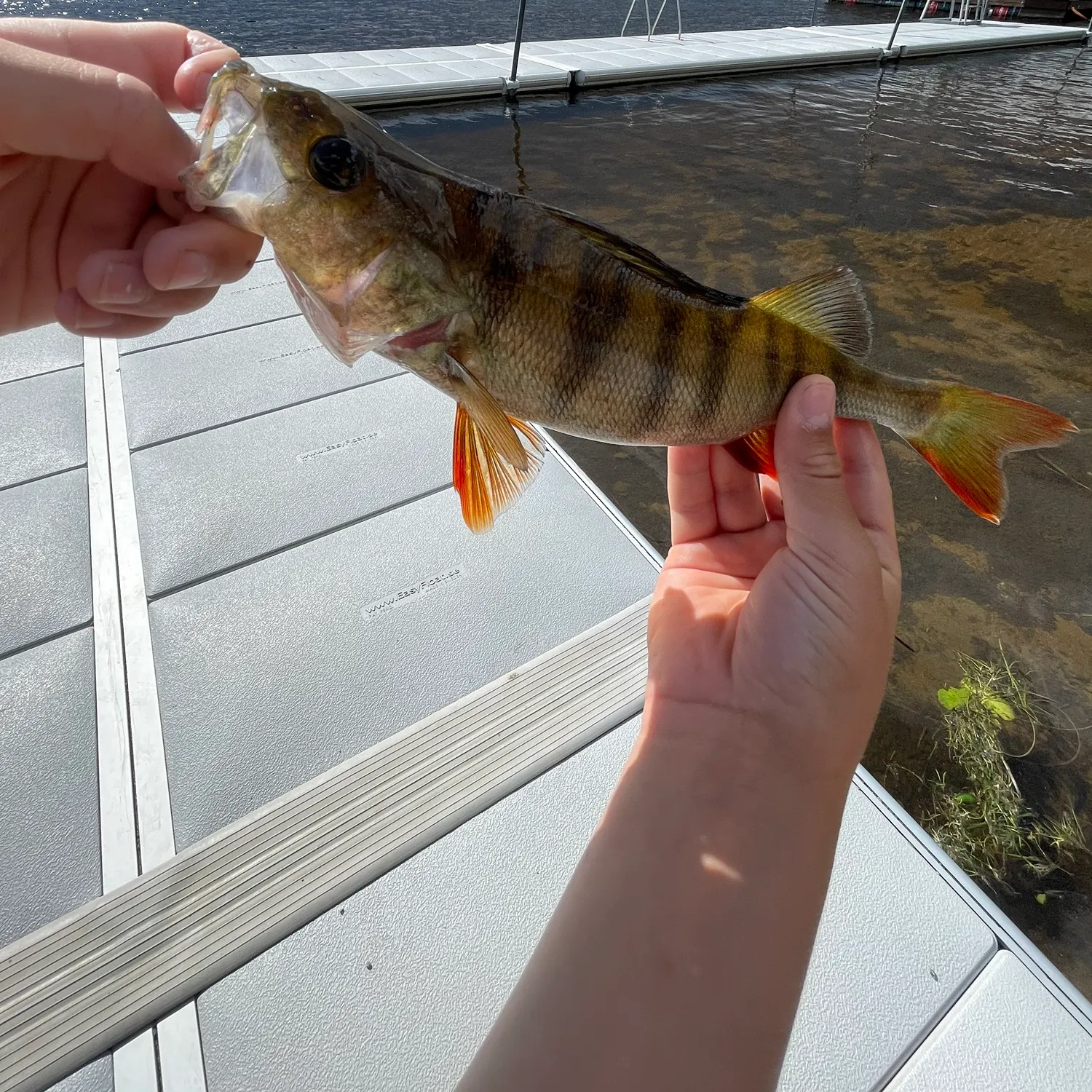 European perch caught on Fishbrain