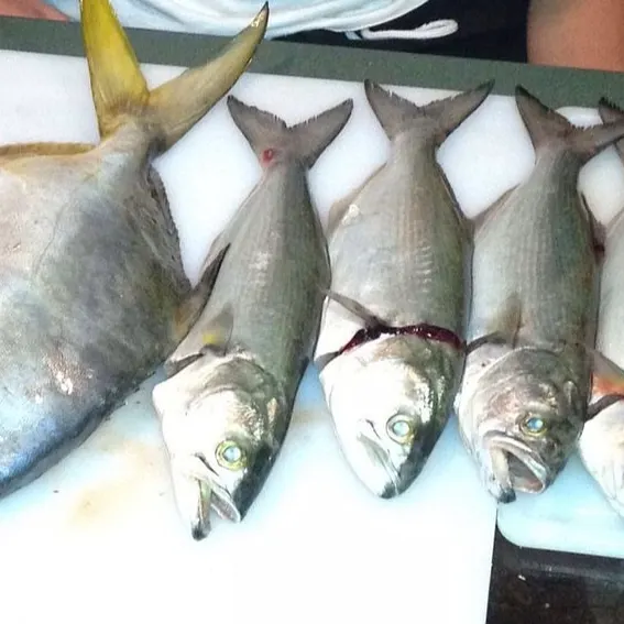 The most recent Florida pompano catches on Fishbrain