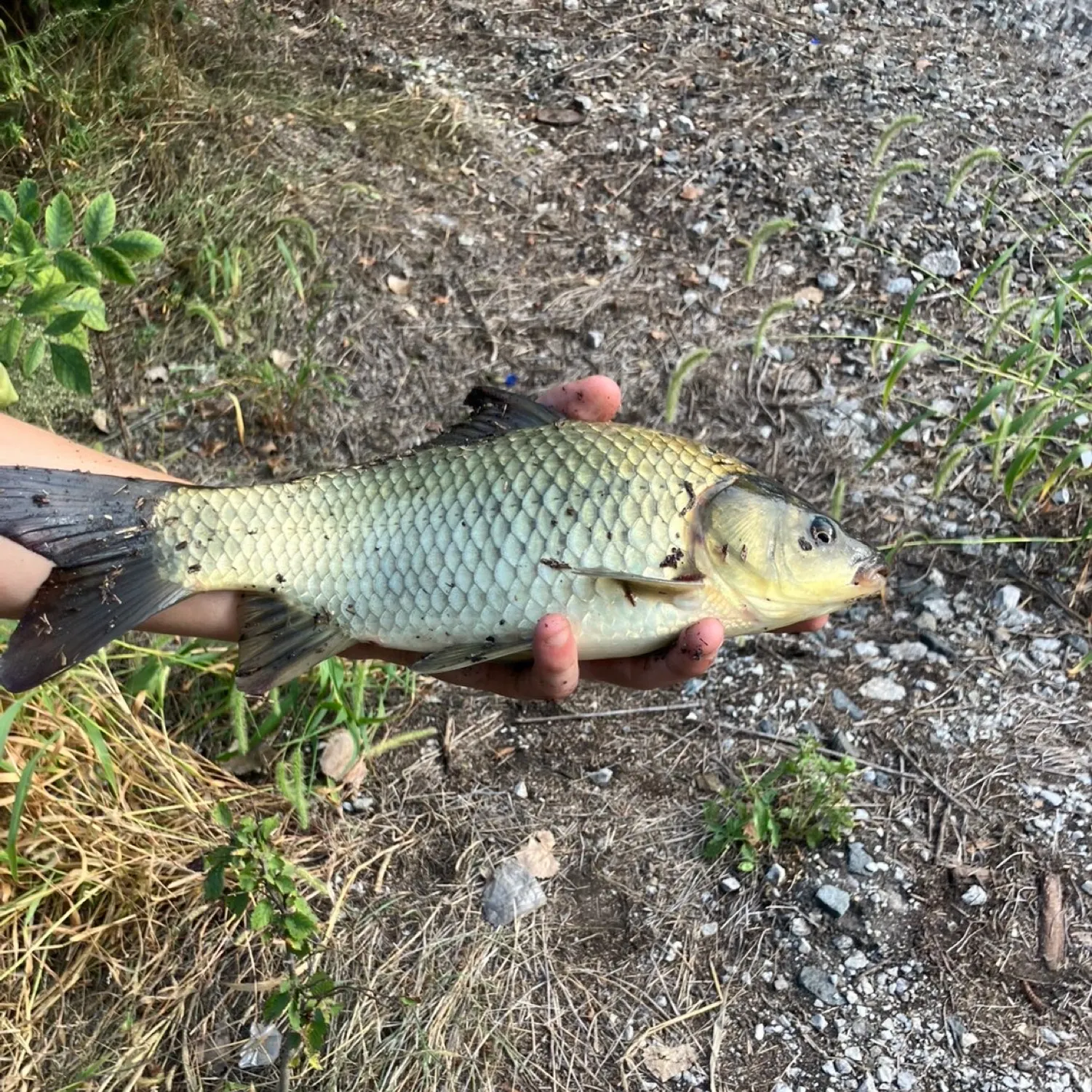 The most recent F1 carp catches on Fishbrain