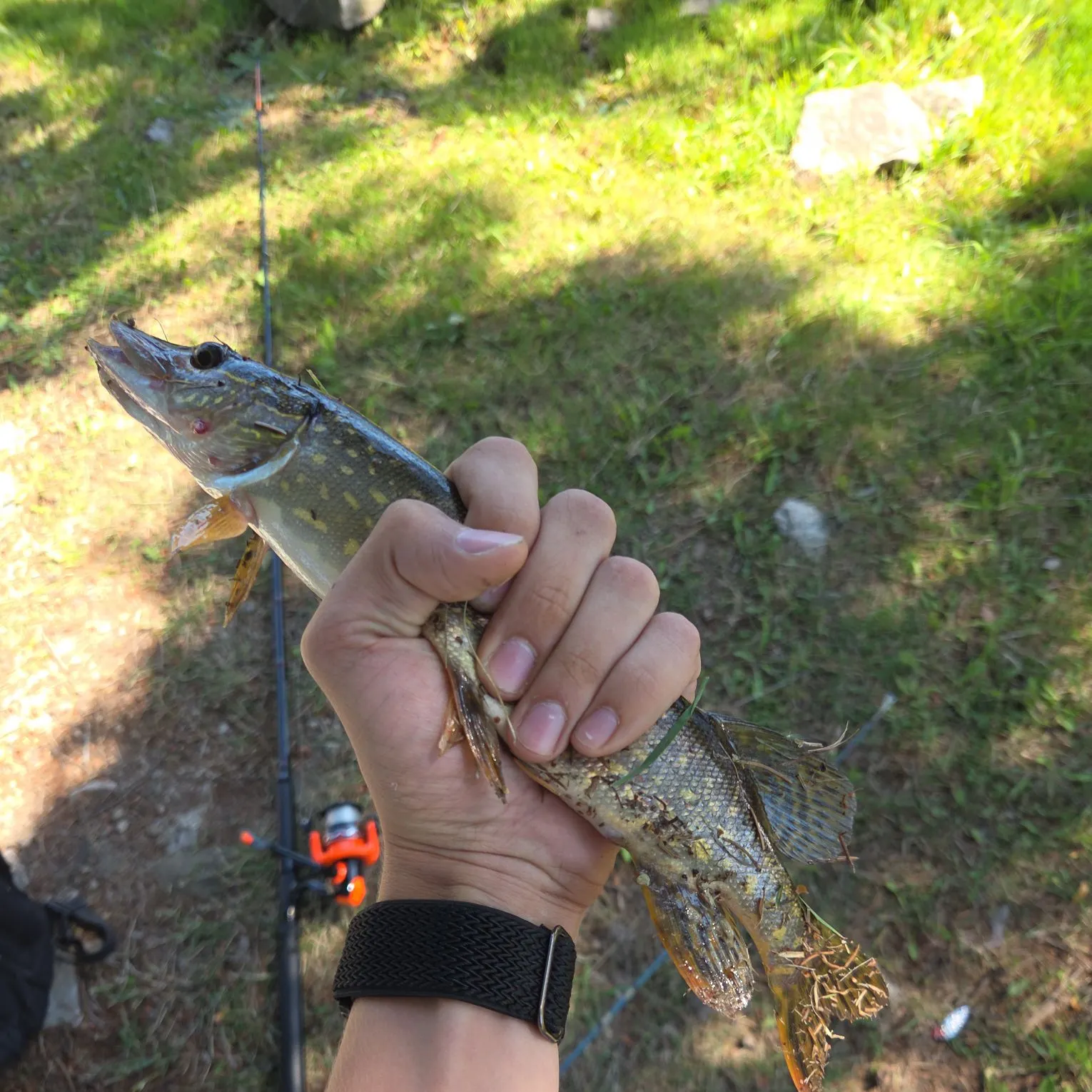 Northern pike caught on Fishbrain