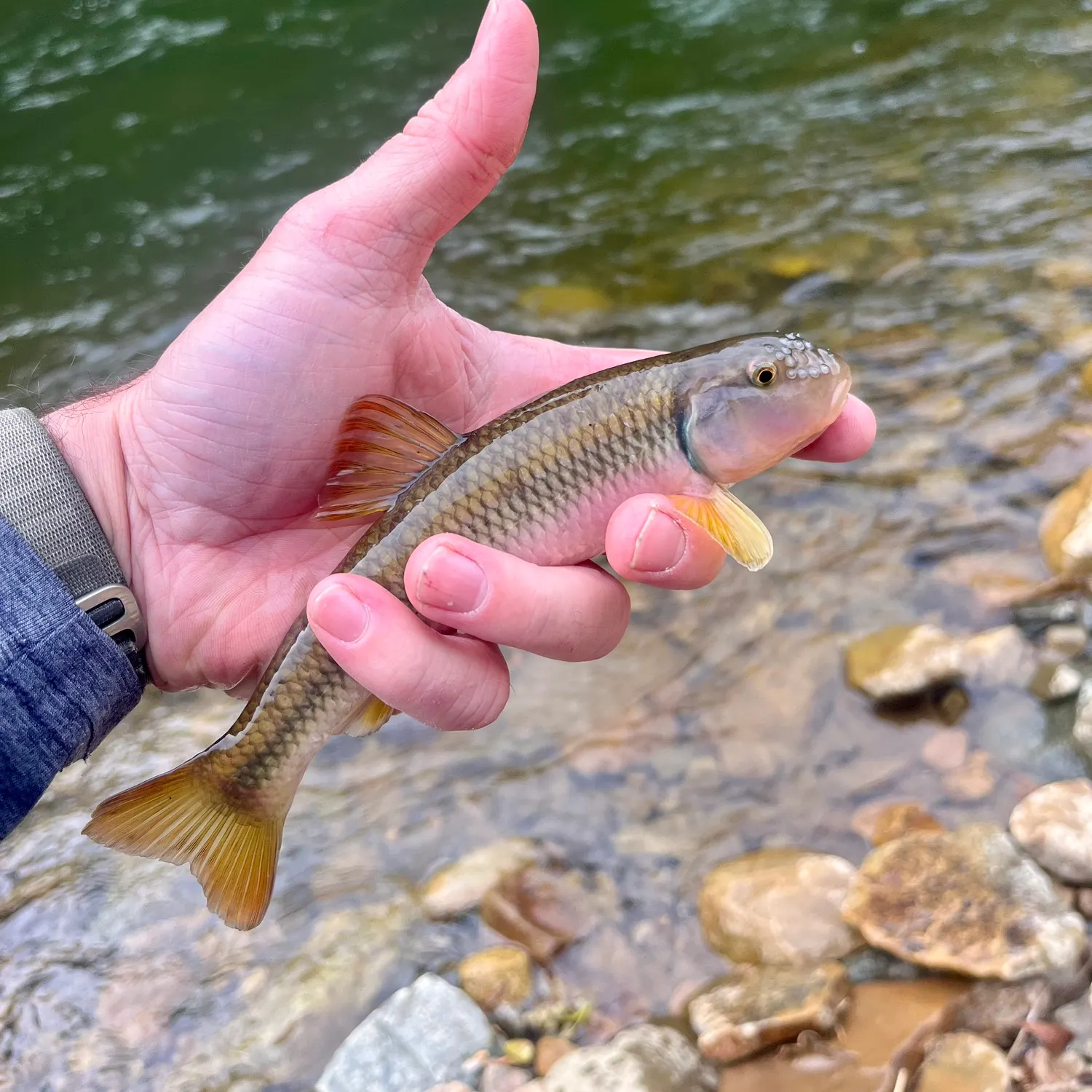 most liked catch image