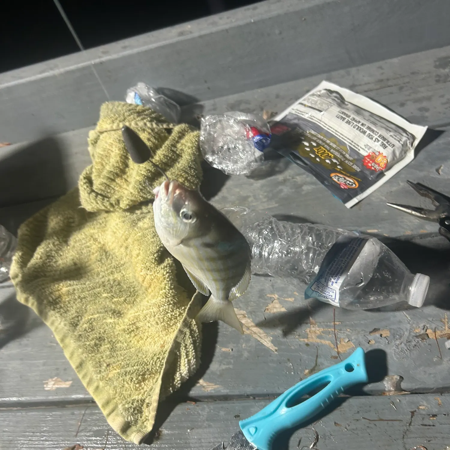 Pinfish caught on Fishbrain