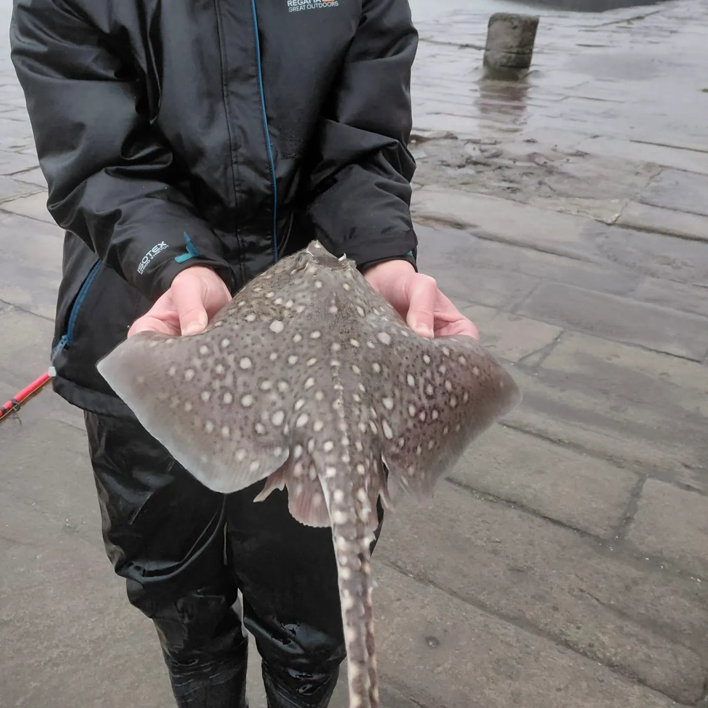 The most recent Thornback ray catches on Fishbrain