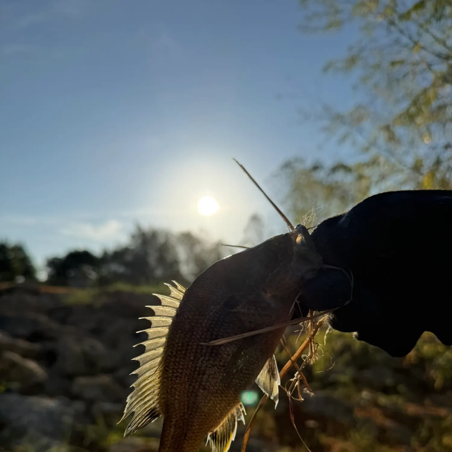 Green sunfish caught on Fishbrain