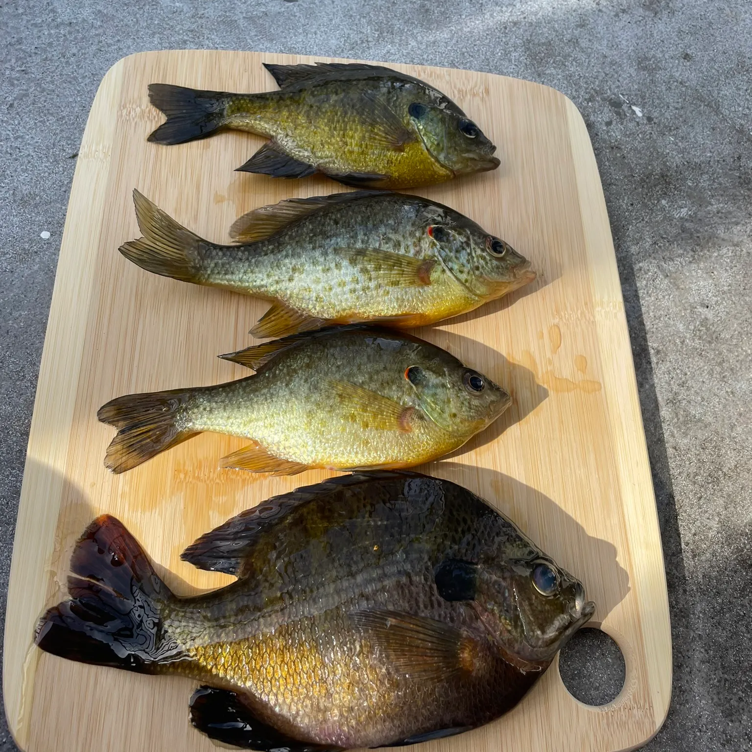 recently logged catches