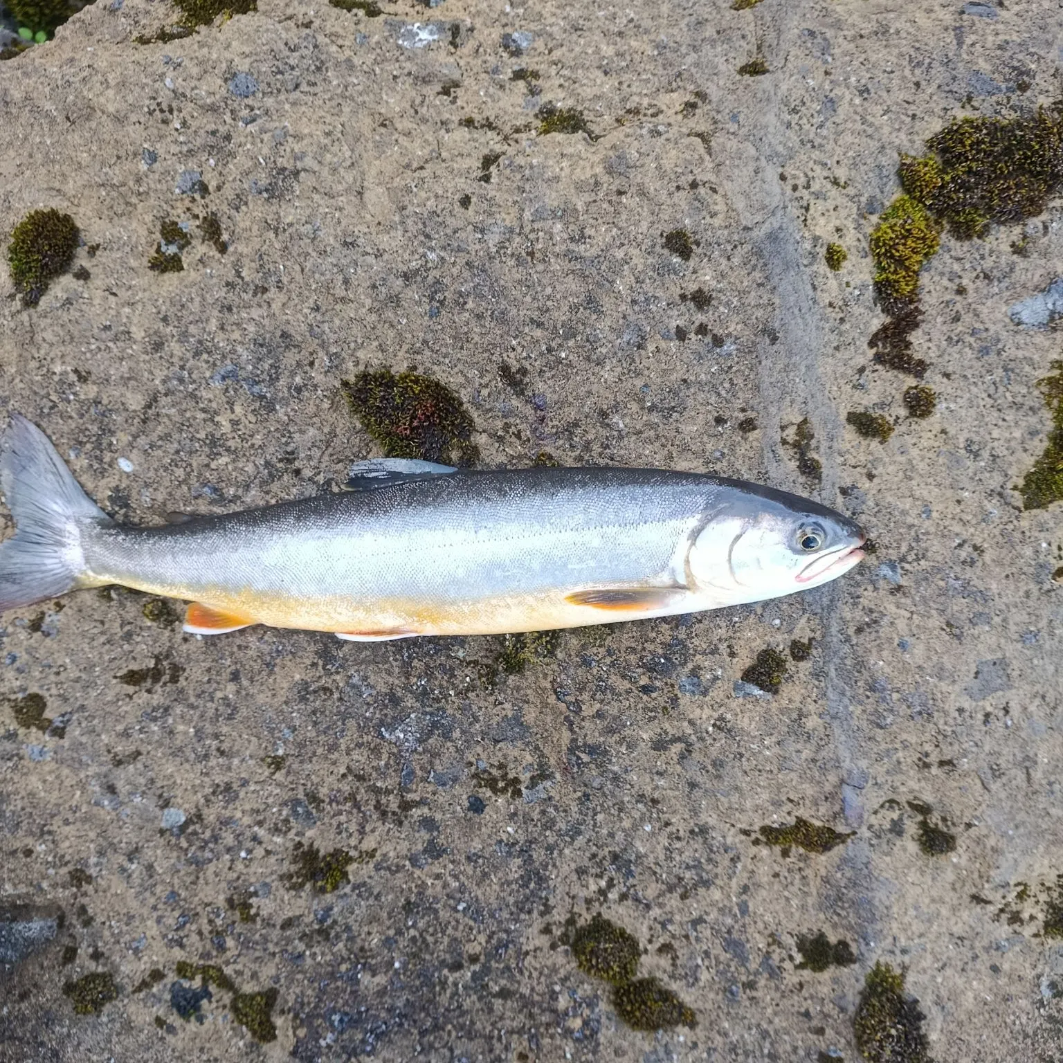 Arctic char caught on Fishbrain