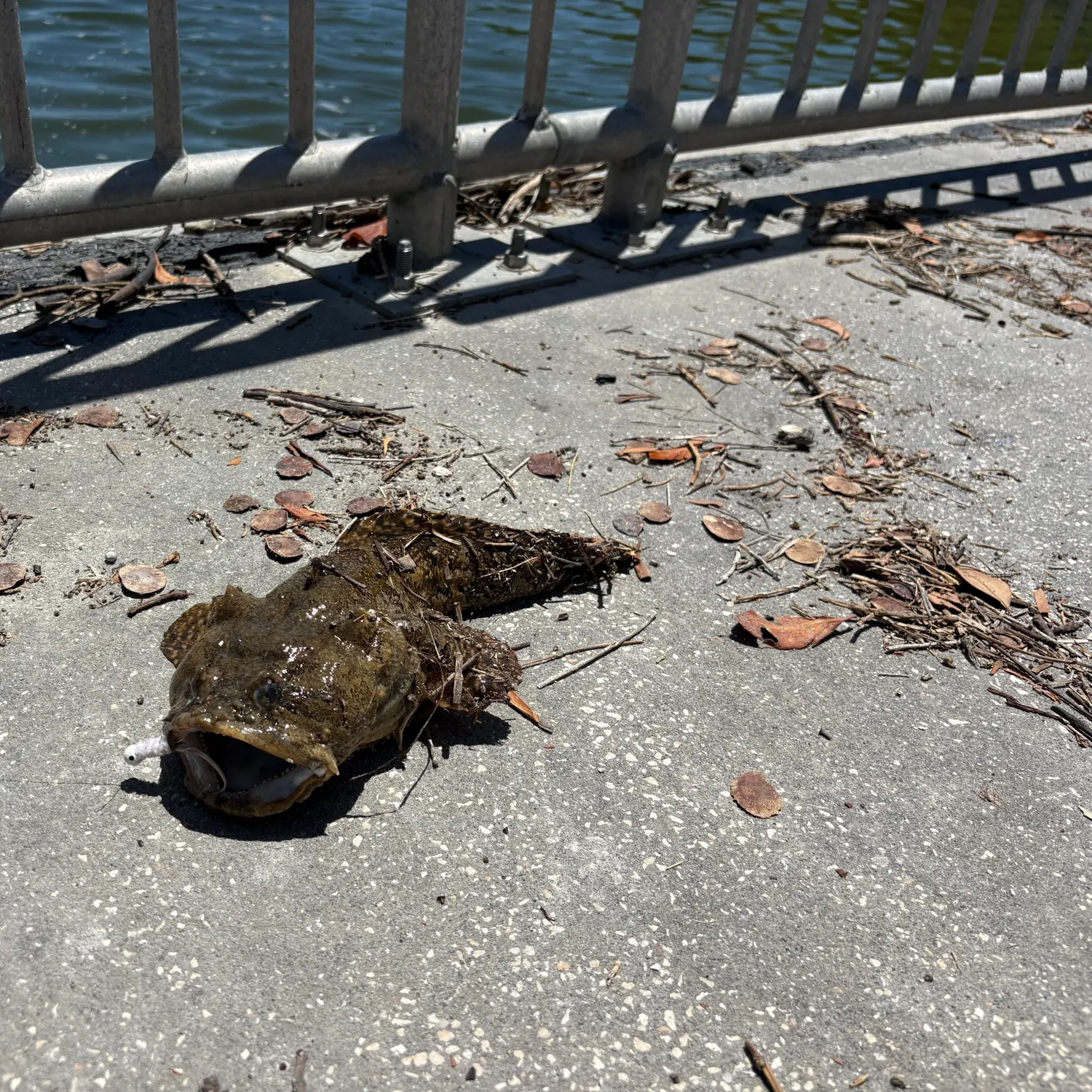 The most recent Oyster toadfish catches on Fishbrain