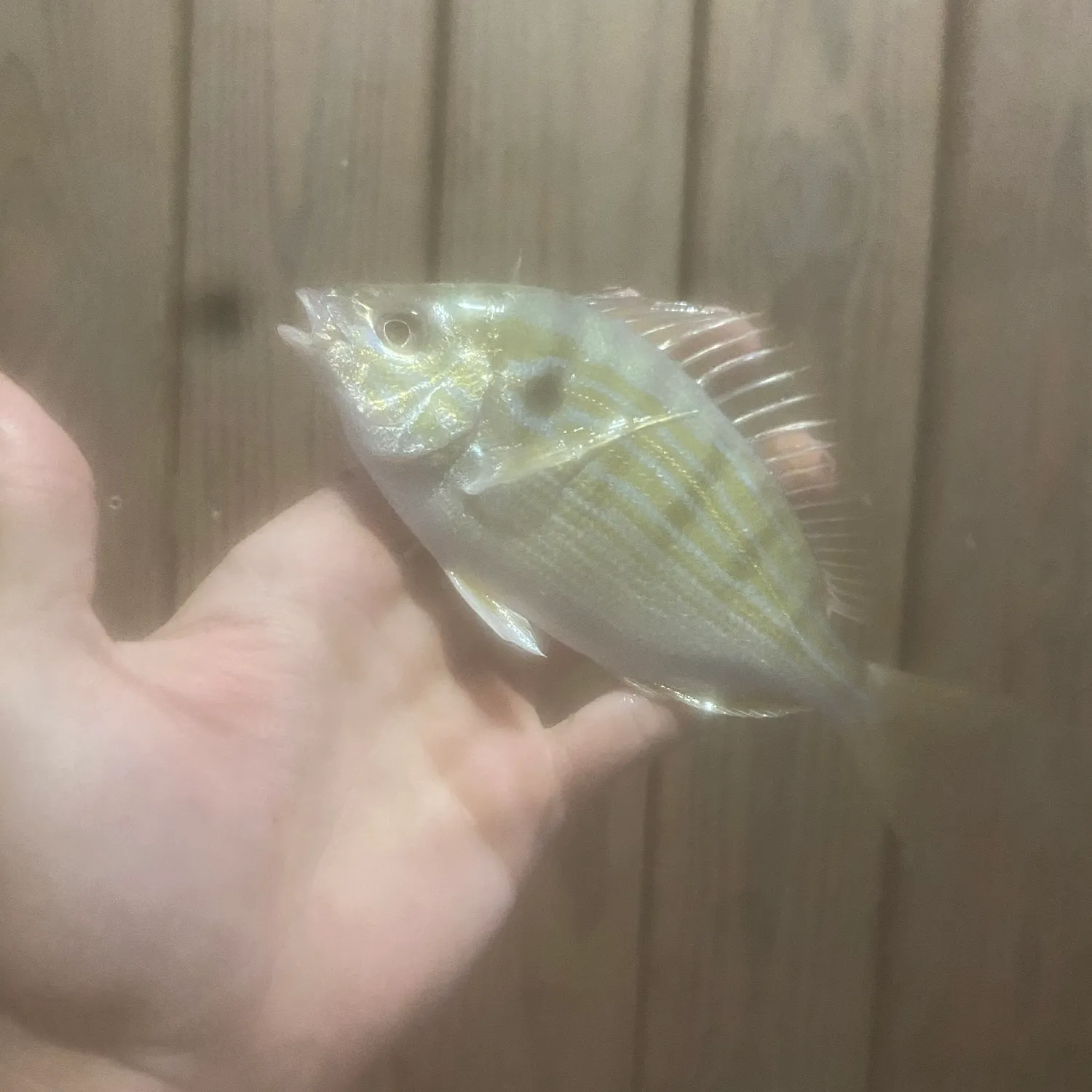 The most recent Pinfish catches on Fishbrain