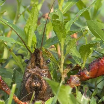The most recent Red swamp crayfish catches on Fishbrain