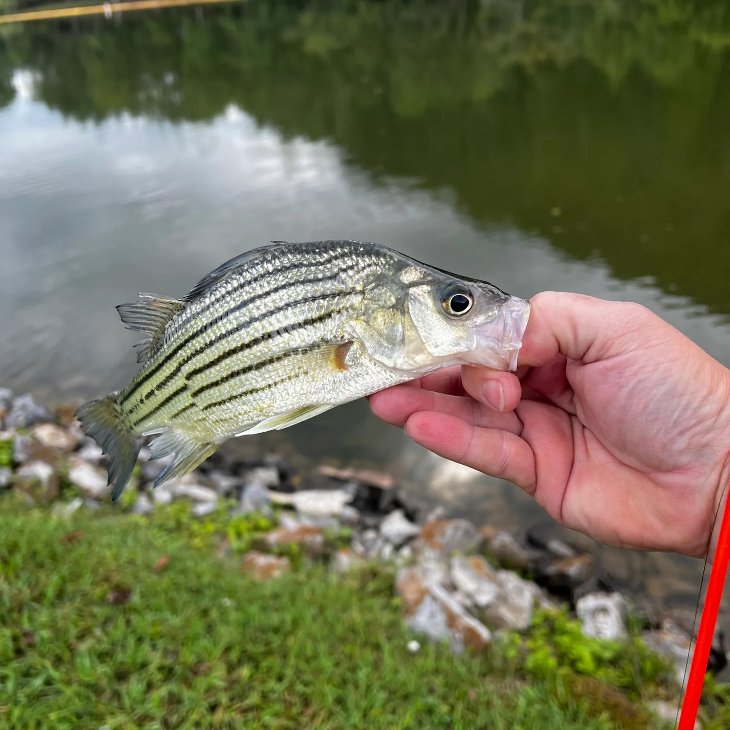 The most recent Yellow bass catches on Fishbrain