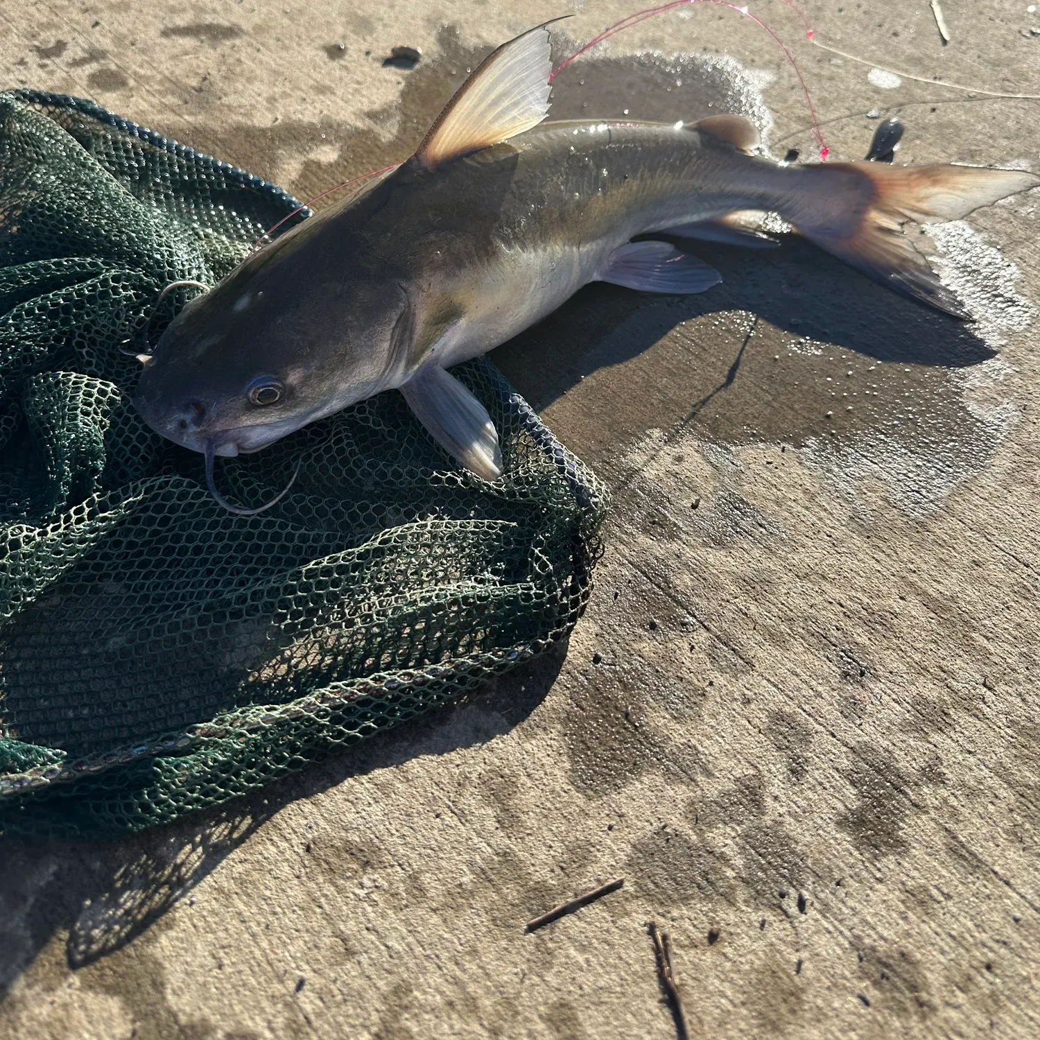 The most recent Dewfish catches on Fishbrain