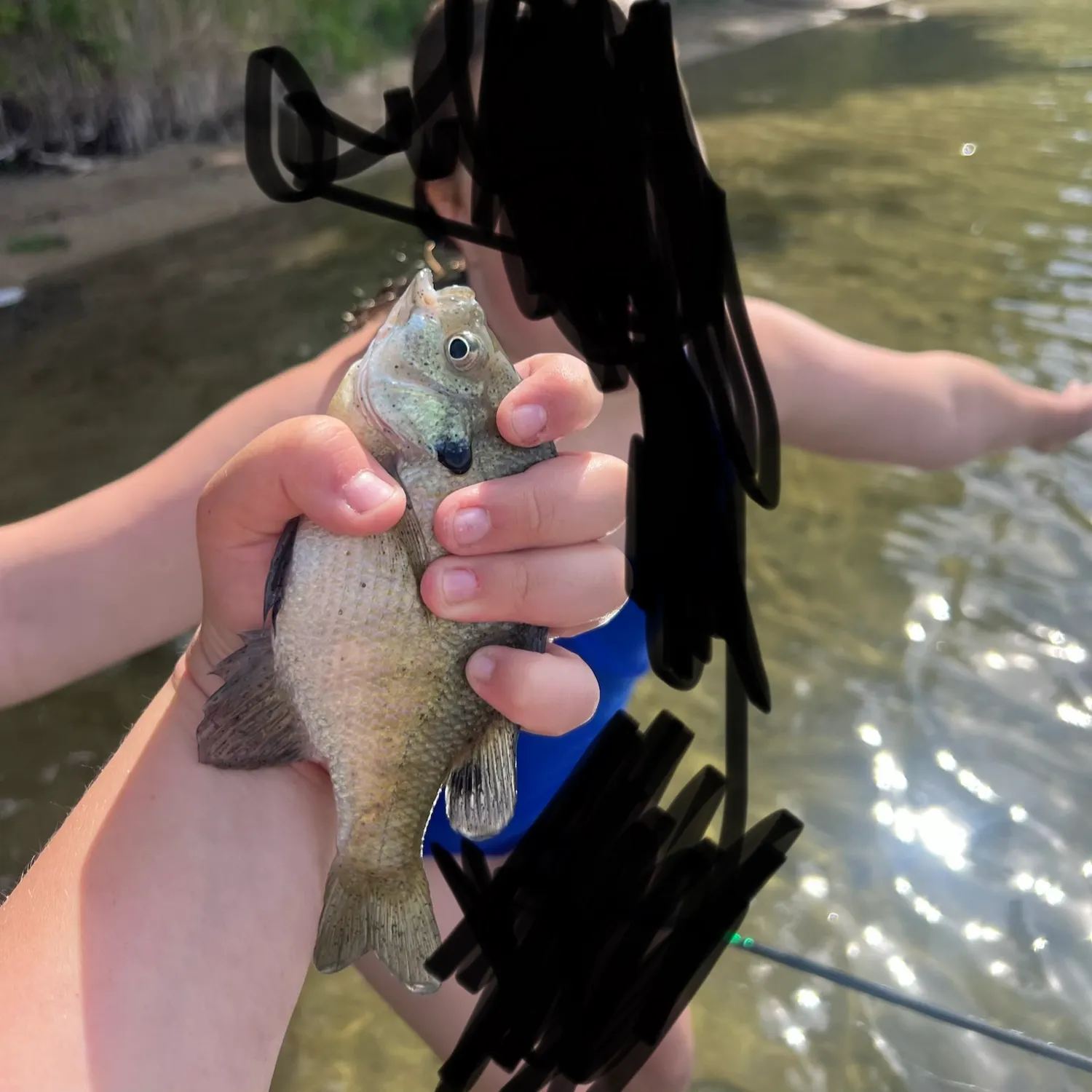 Bluegill caught on Fishbrain