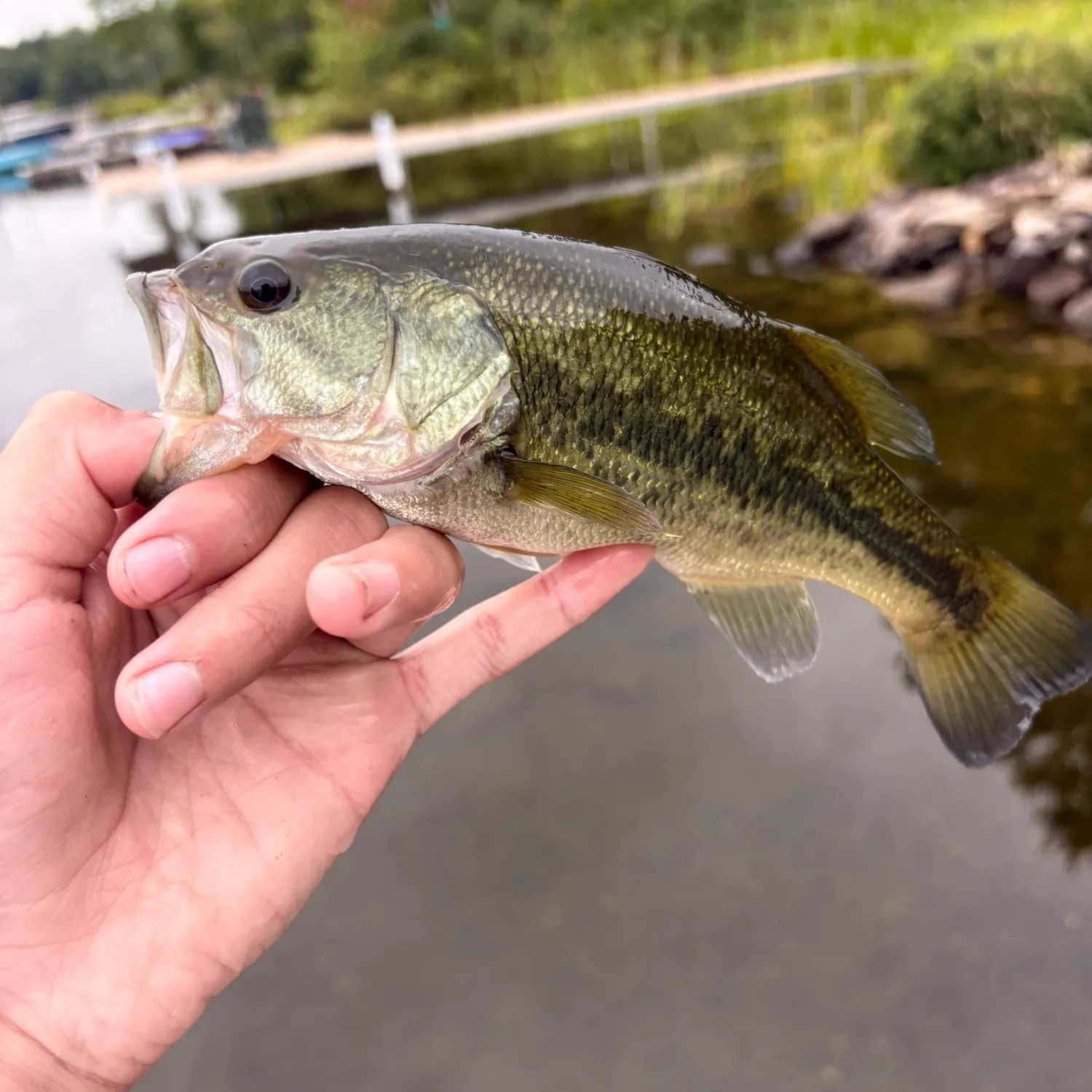 Largemouth bass caught on Fishbrain