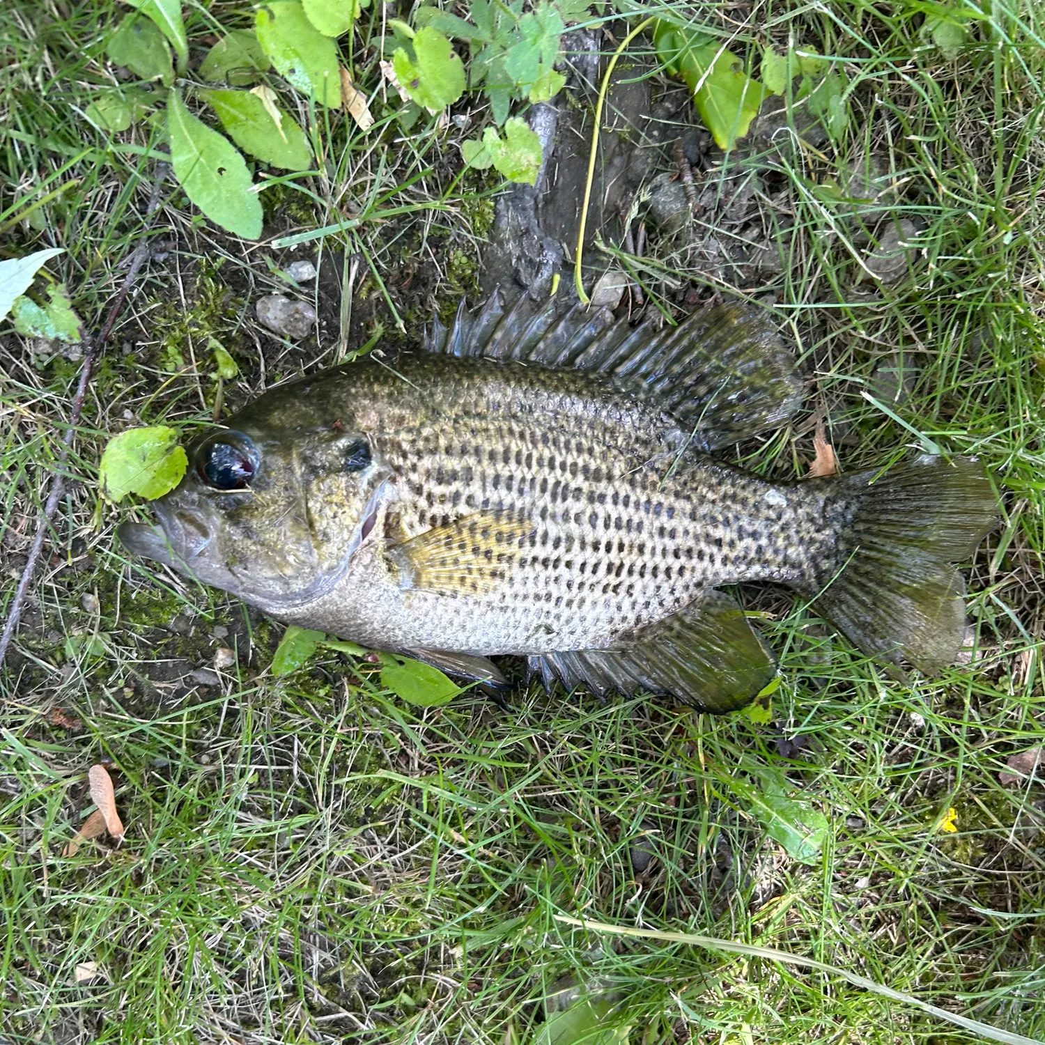 The most recent Magnolia crappie catches on Fishbrain