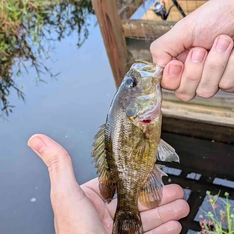 Warmouth caught on Fishbrain
