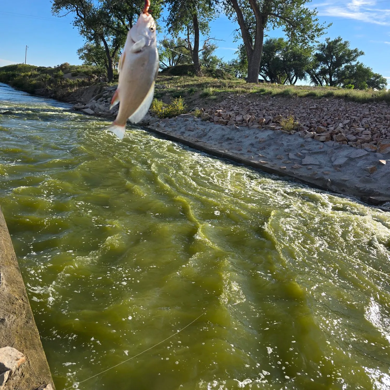 Freshwater drum caught on Fishbrain