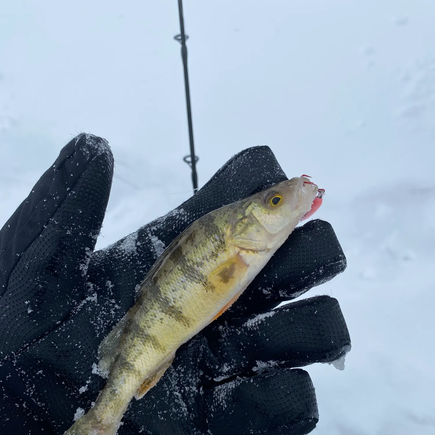 The most recent Yellow perch catches on Fishbrain