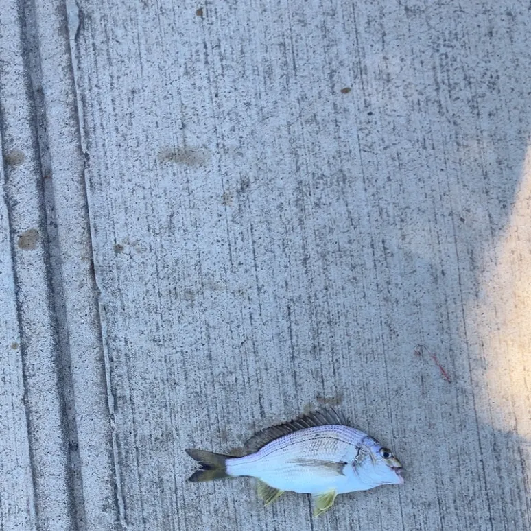 Southern black bream caught on Fishbrain