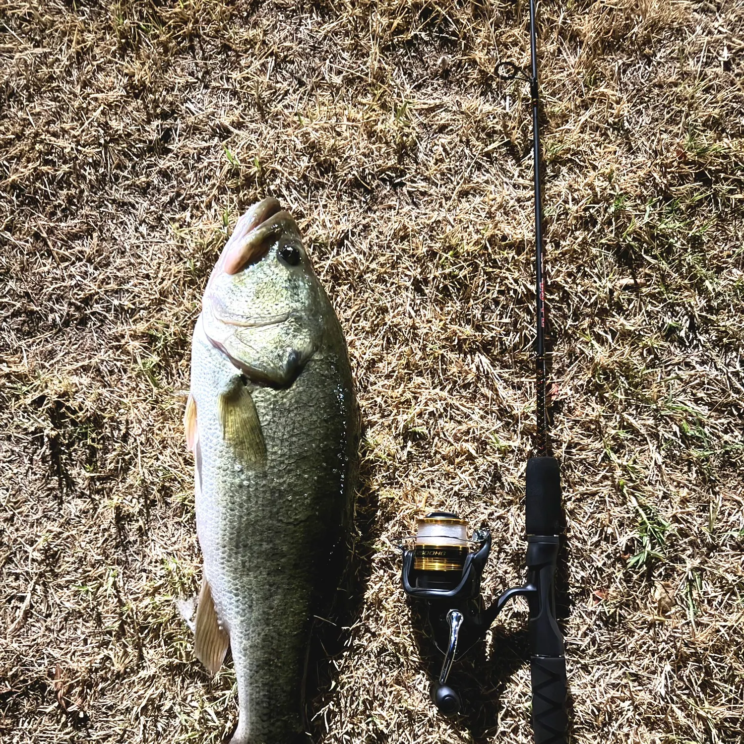 Largemouth bass caught on Fishbrain