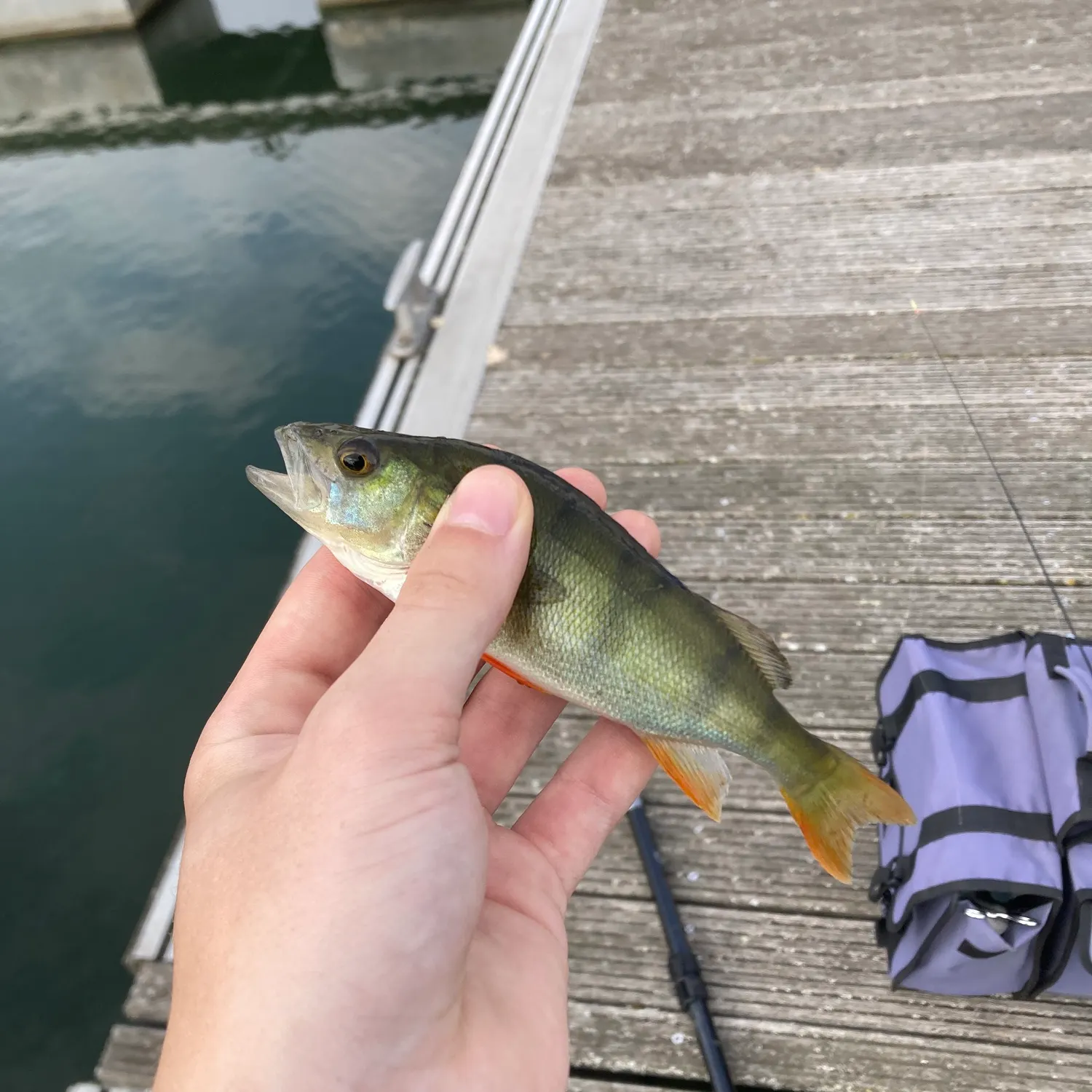 European perch caught on Fishbrain