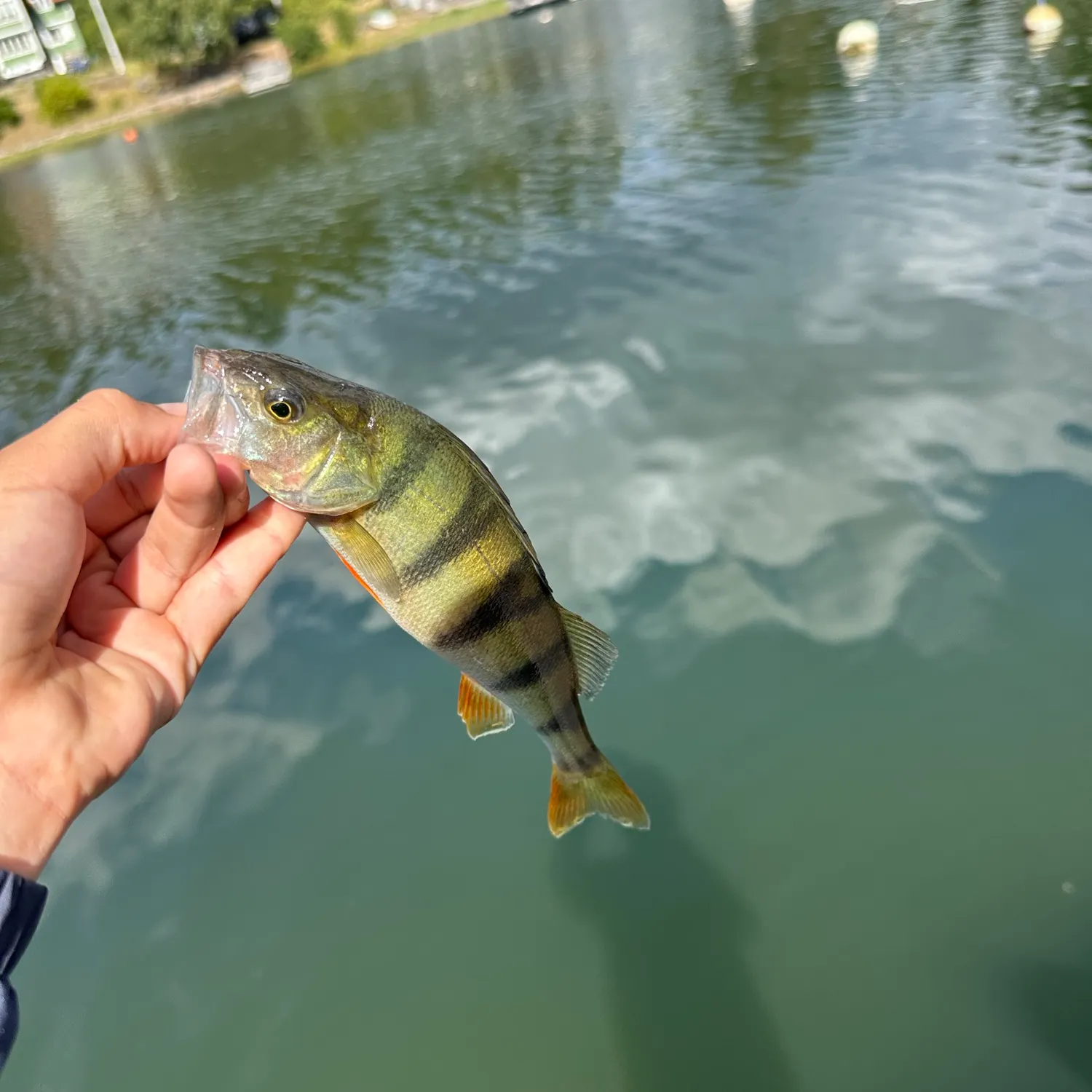 European perch caught on Fishbrain