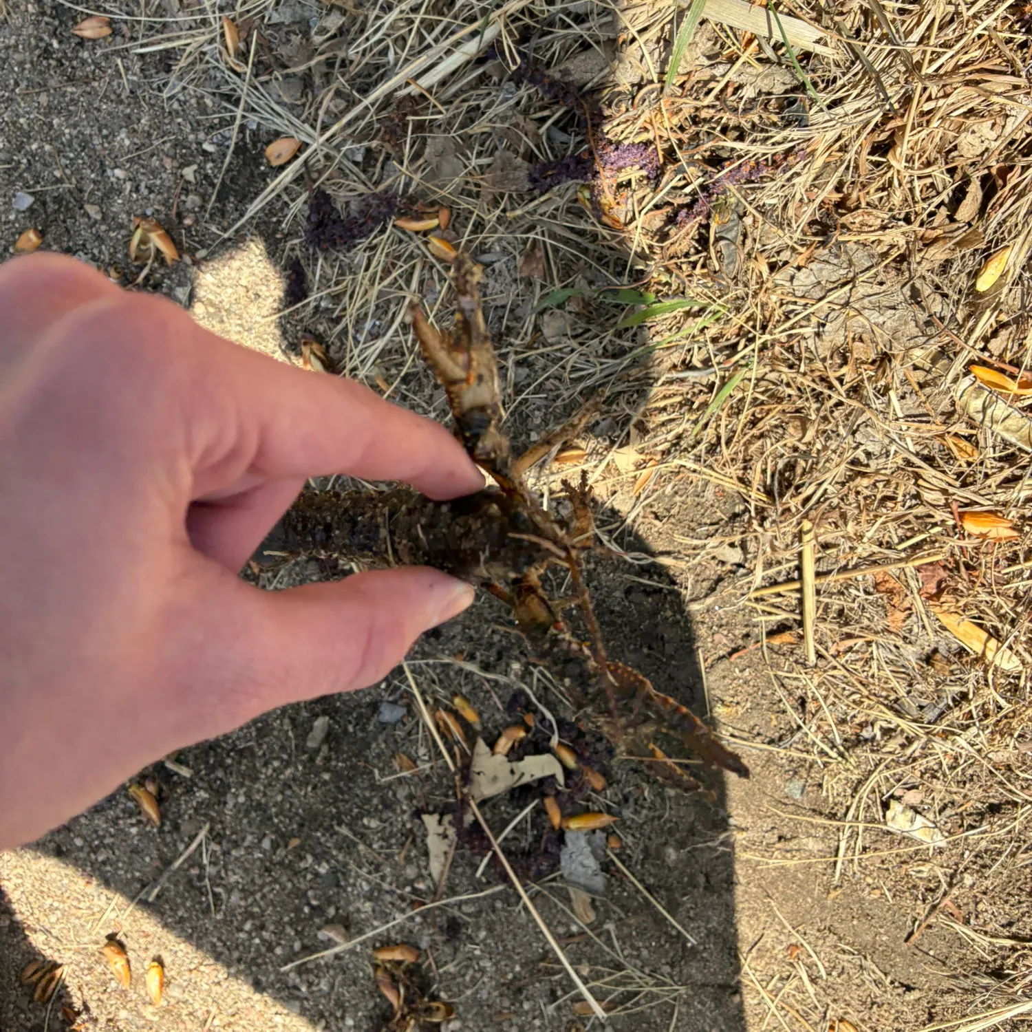 The most recent Virile crayfish catches on Fishbrain