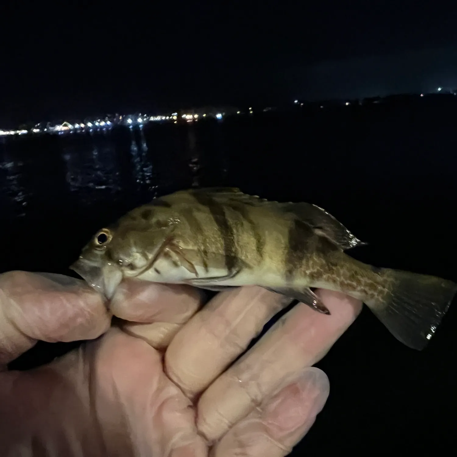 The most recent Barred sand bass catches on Fishbrain
