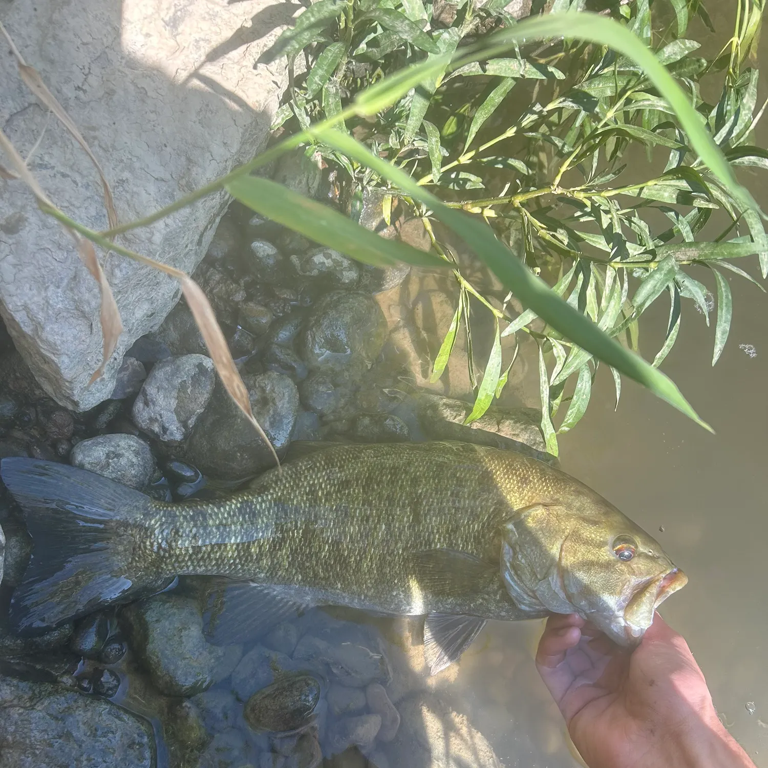 Smallmouth bass caught on Fishbrain