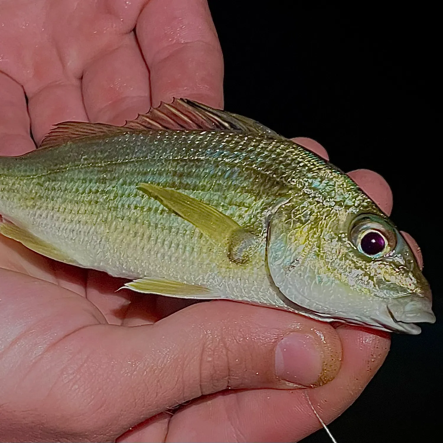 The most recent Yellowstripe grunt catches on Fishbrain