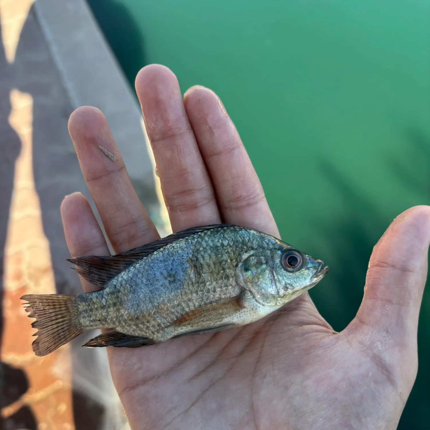 The most recent Nile tilapia catches on Fishbrain