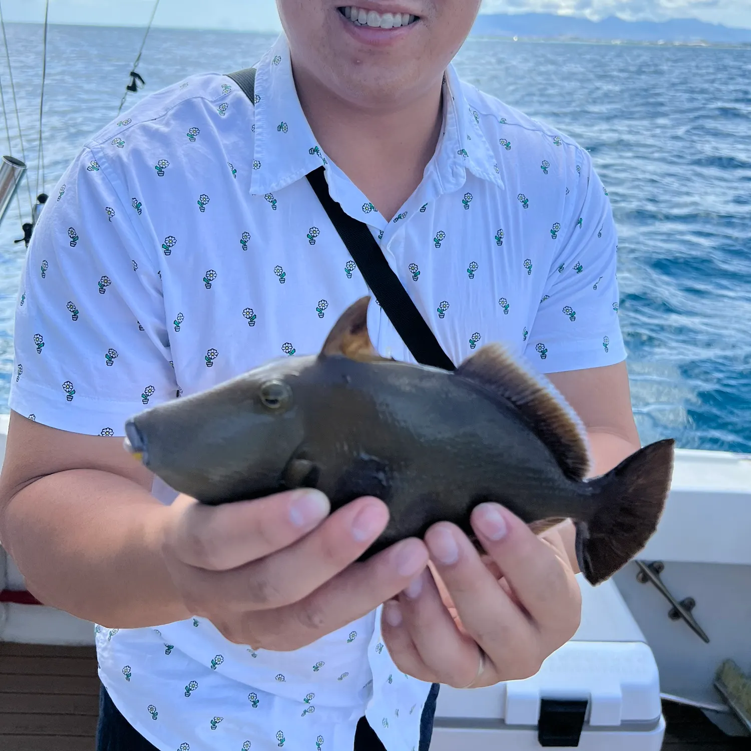 The most recent Ocean triggerfish catches on Fishbrain