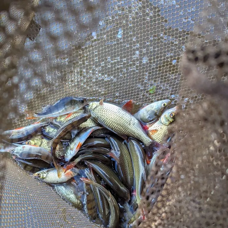 Common rudd caught on Fishbrain