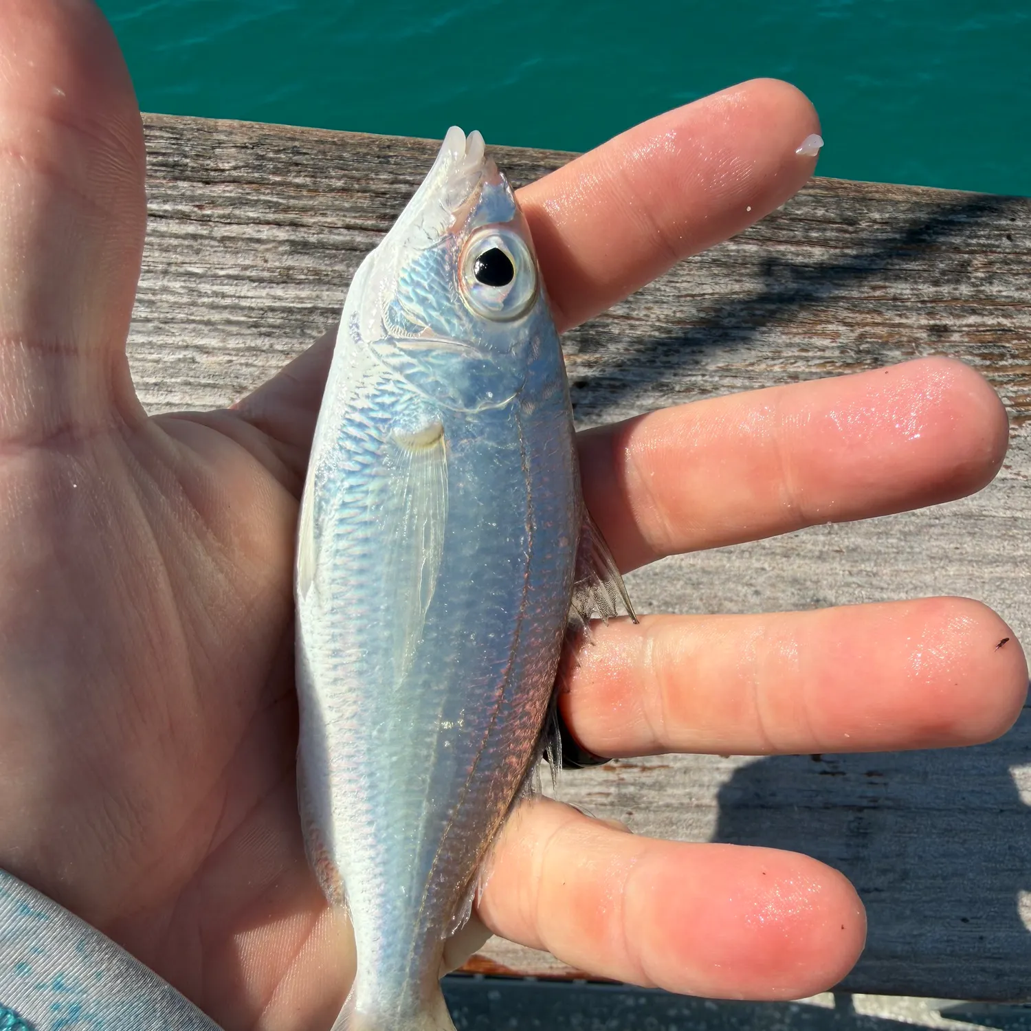 The most recent Atlantic spotfin mojarra catches on Fishbrain
