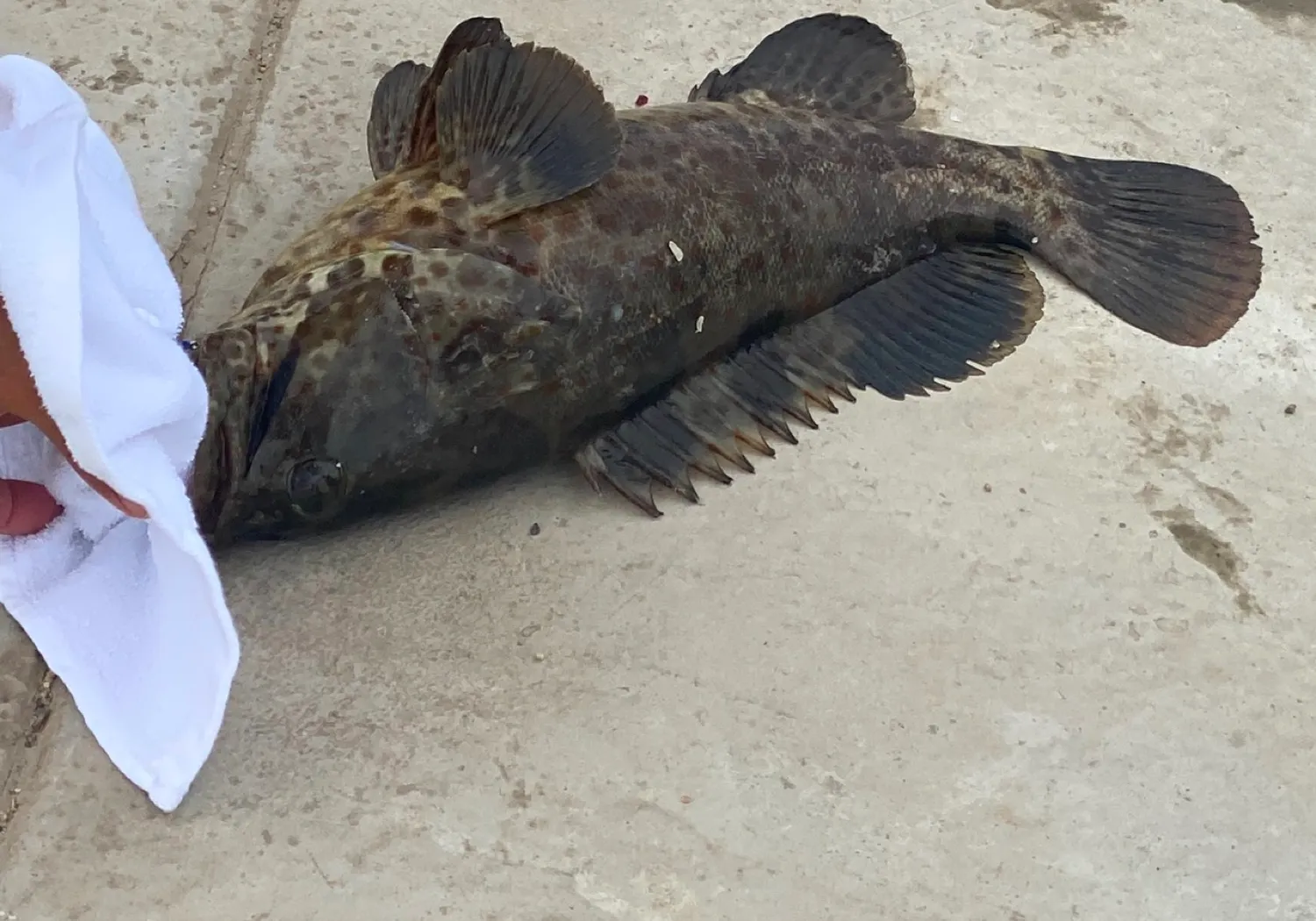 Orange-spotted grouper