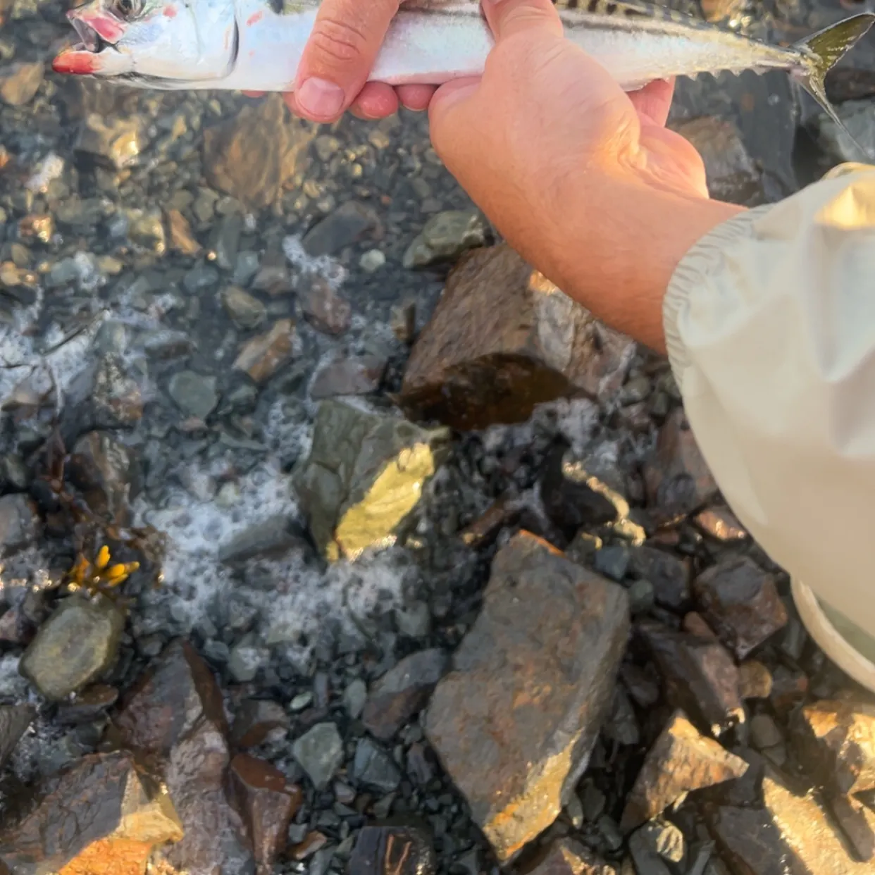 Atlantic mackerel caught on Fishbrain