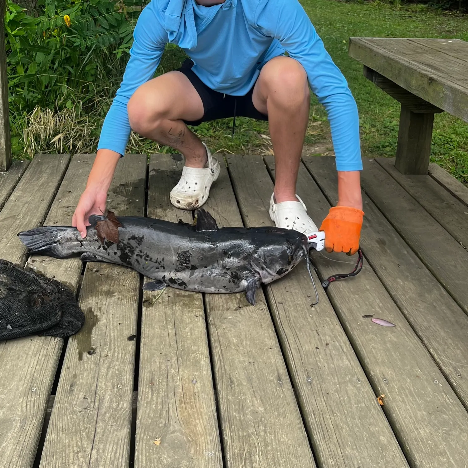 Channel catfish caught on Fishbrain